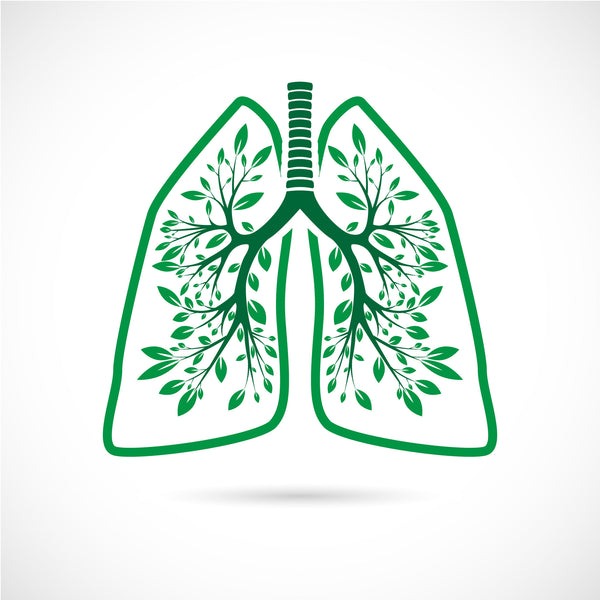 Herbs for Respiratory Function